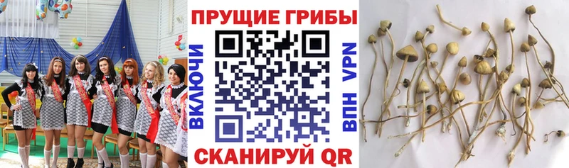 Псилоцибиновые грибы Magic Shrooms Арамиль